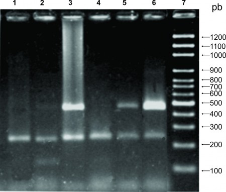 PCR para detección de VPH